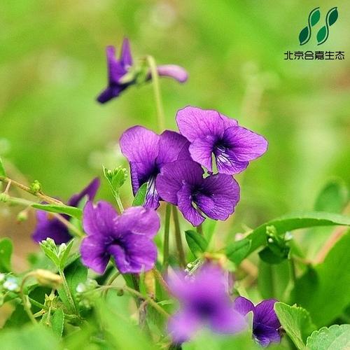 紫花地丁花卉野花种子园林绿化种子花海包邮种子